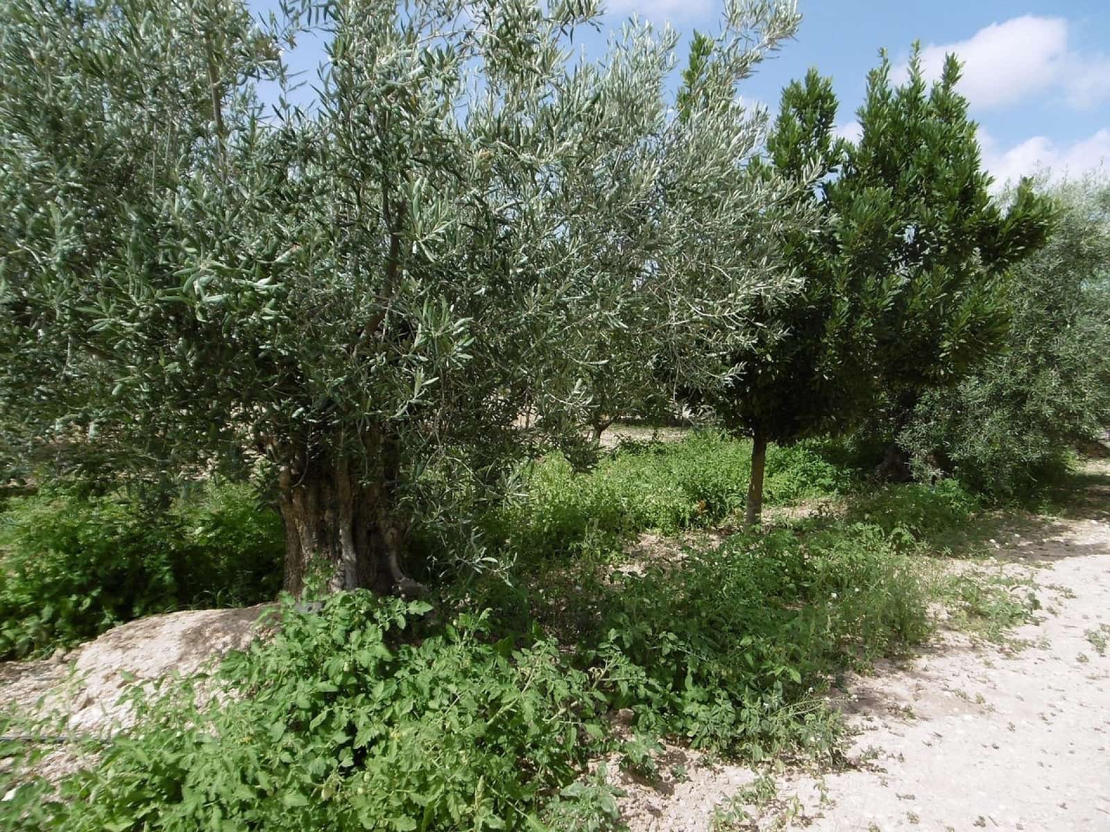 4 bedroom Villa for sale in Yecla - € 210,000 (Ref: 9475171)