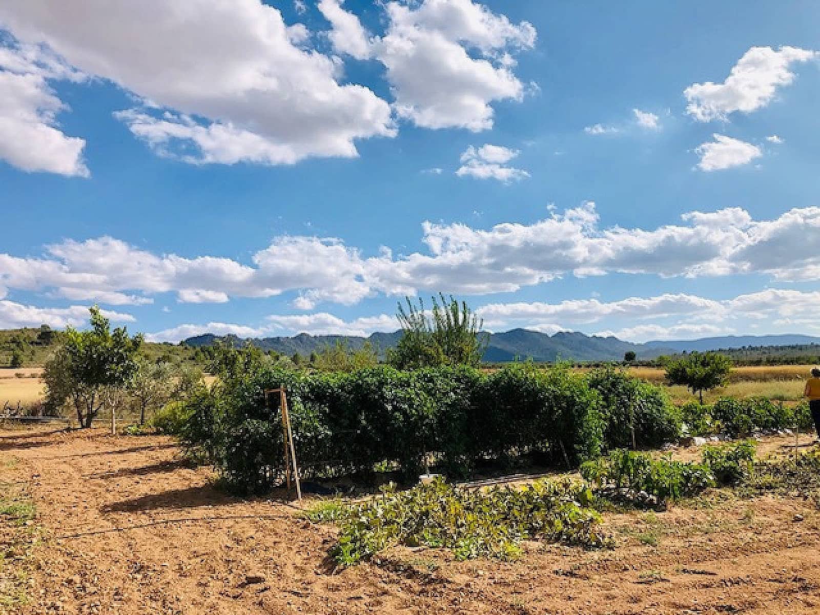 4 soveværelse Finca/Landehus til salg i Yecla - € 275.000 (Ref: 9475172)