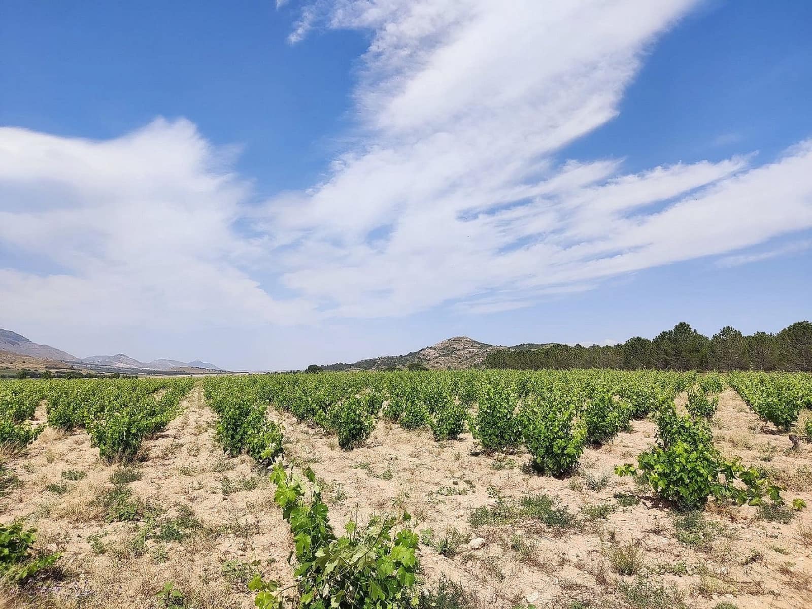 5 bedroom Finca/Country House for sale in Yecla - € 675,000 (Ref: 9475245)