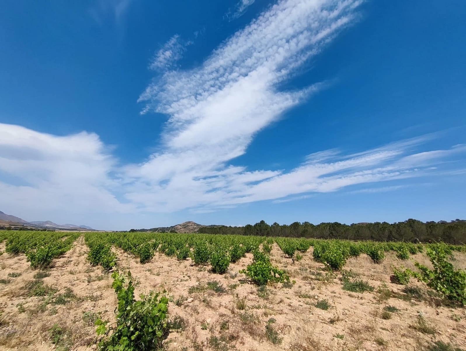 5 bedroom Finca/Country House for sale in Yecla - € 675,000 (Ref: 9475245)