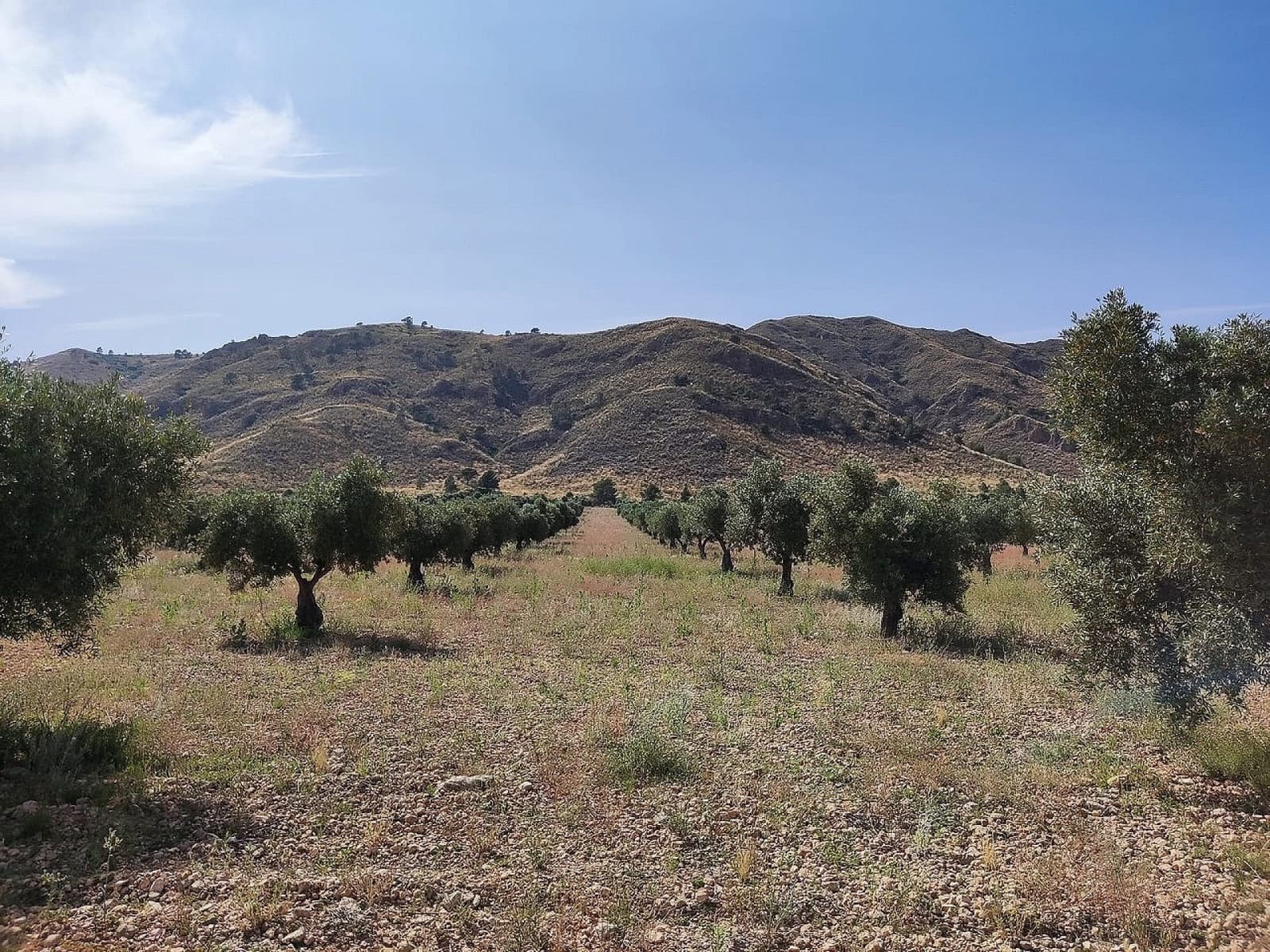 5 bedroom Finca/Country House for sale in Yecla - € 675,000 (Ref: 9475245)