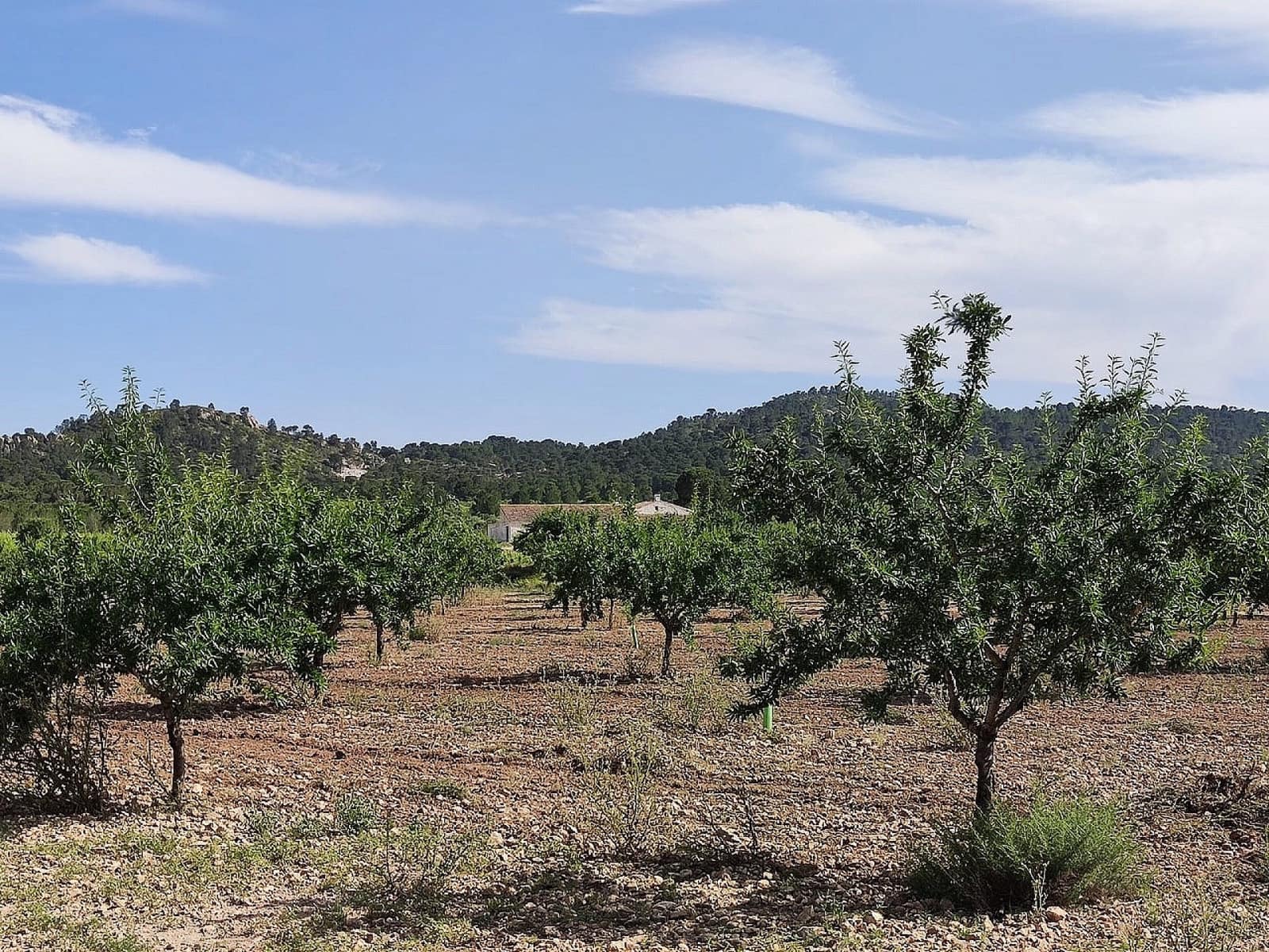 5 bedroom Finca/Country House for sale in Yecla - € 675,000 (Ref: 9475245)