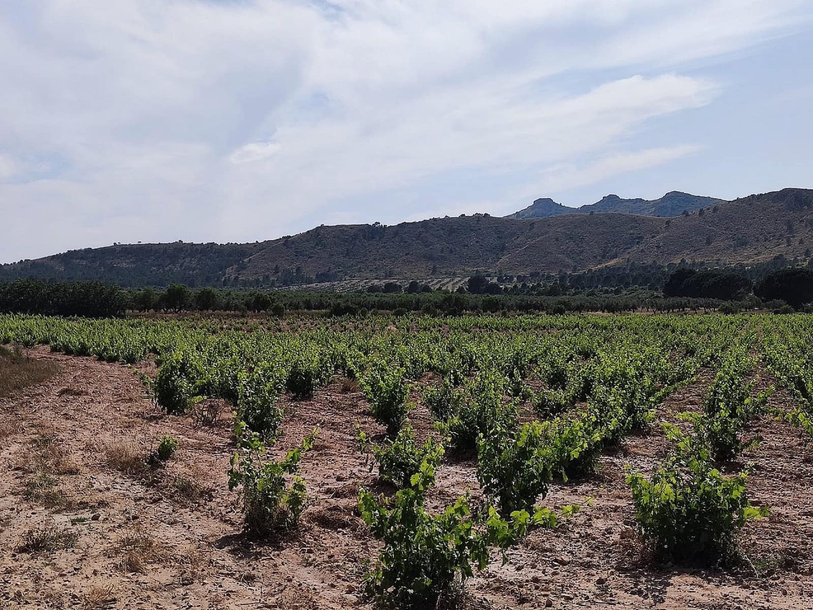 5 bedroom Finca/Country House for sale in Yecla - € 675,000 (Ref: 9475245)