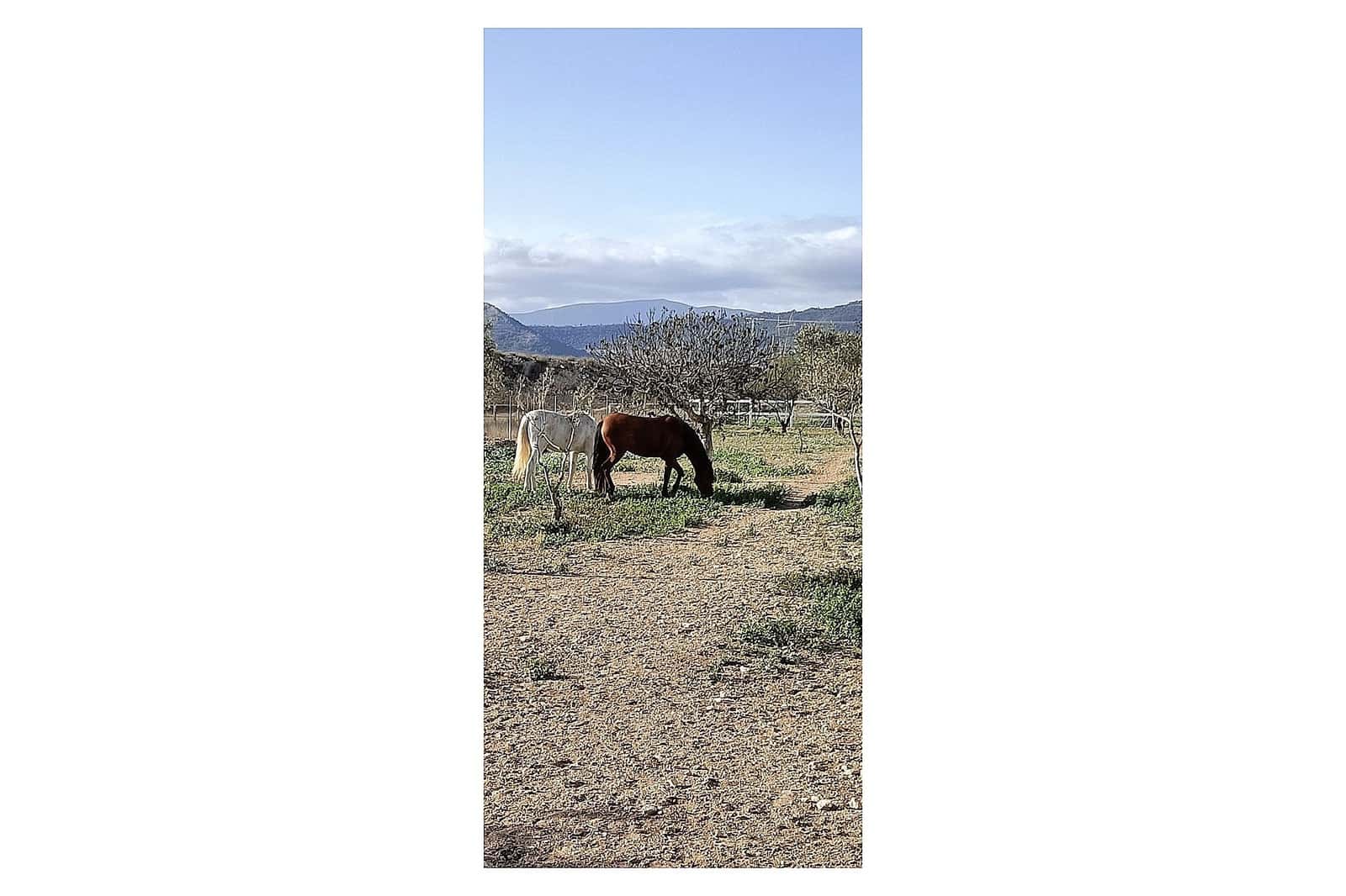 3 bedroom Finca/Country House for sale in Monovar / Monover - € 200,000 (Ref: 9475342)