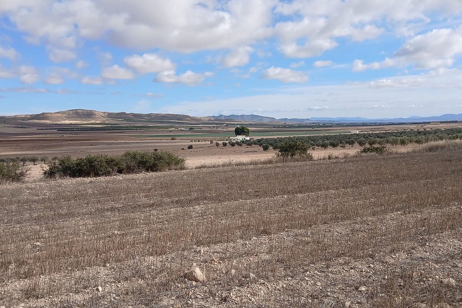 Undeveloped Land for sale in Yecla - € 216,460 (Ref: 9475344)