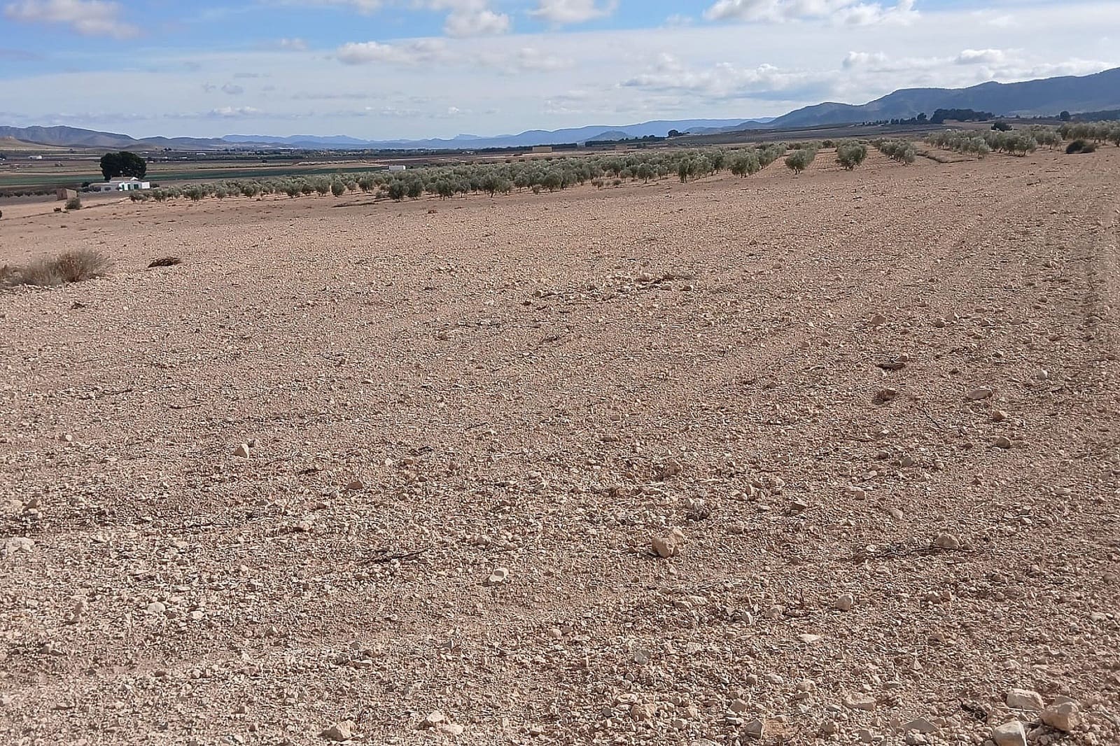 Undeveloped Land for sale in Yecla - € 216,460 (Ref: 9475344)