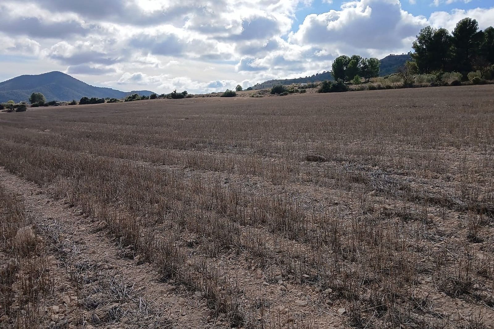 Undeveloped Land for sale in Yecla - € 216,460 (Ref: 9475344)