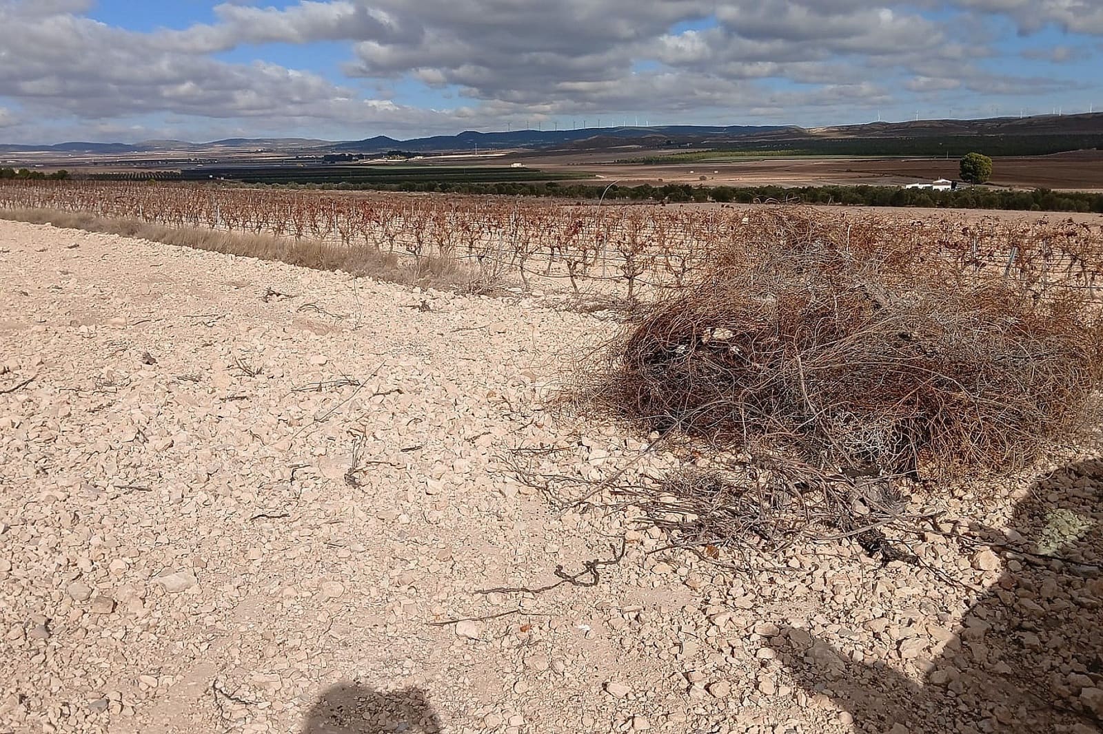 Undeveloped Land for sale in Yecla - € 216,460 (Ref: 9475344)