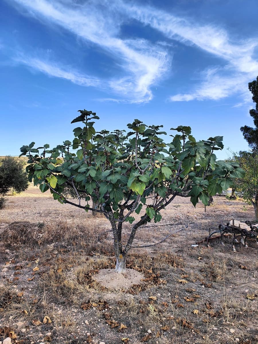 3 sypialnia Finka/Dom wiejski na sprzedaż w Yecla - 210 000 € (Ref: 9475351)