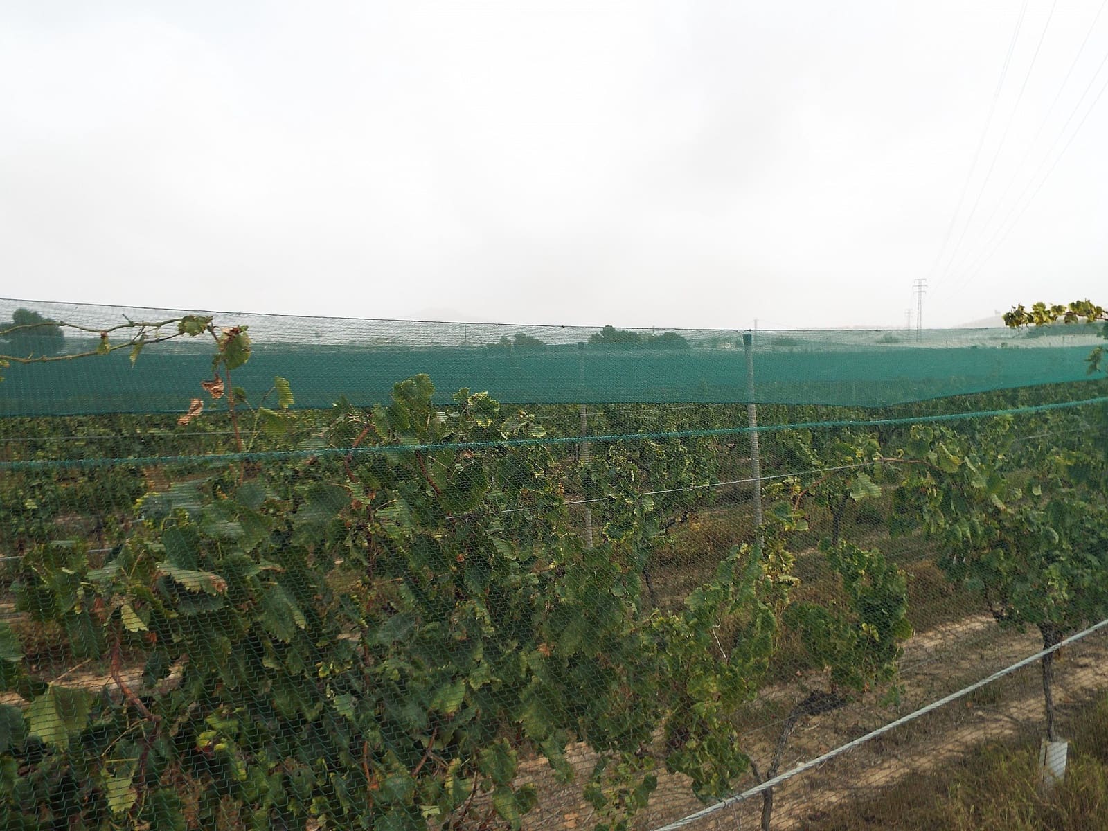 Teren niezagospodarowany na sprzedaż w Monforte del Cid - 76 000 € (Ref: 9575558)