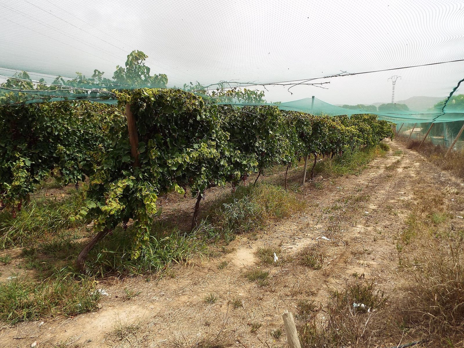 Undeveloped Land for sale in Monforte del Cid - € 76,000 (Ref: 9600922)