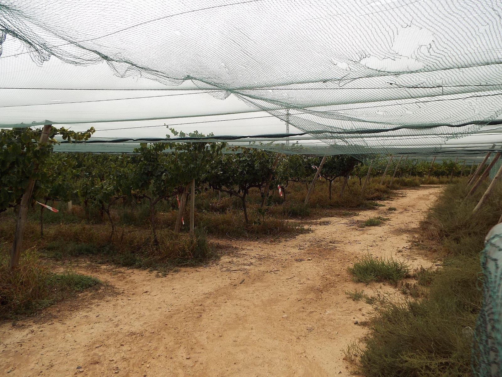 Terreno Não Urbanizado para venda em Monforte del Cid - 110 000 € (Ref: 9636338)