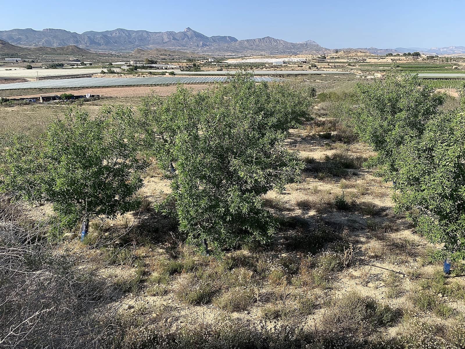 Terreno Não Urbanizado para venda em Monforte del Cid - 65 000 € (Ref: 9636369)