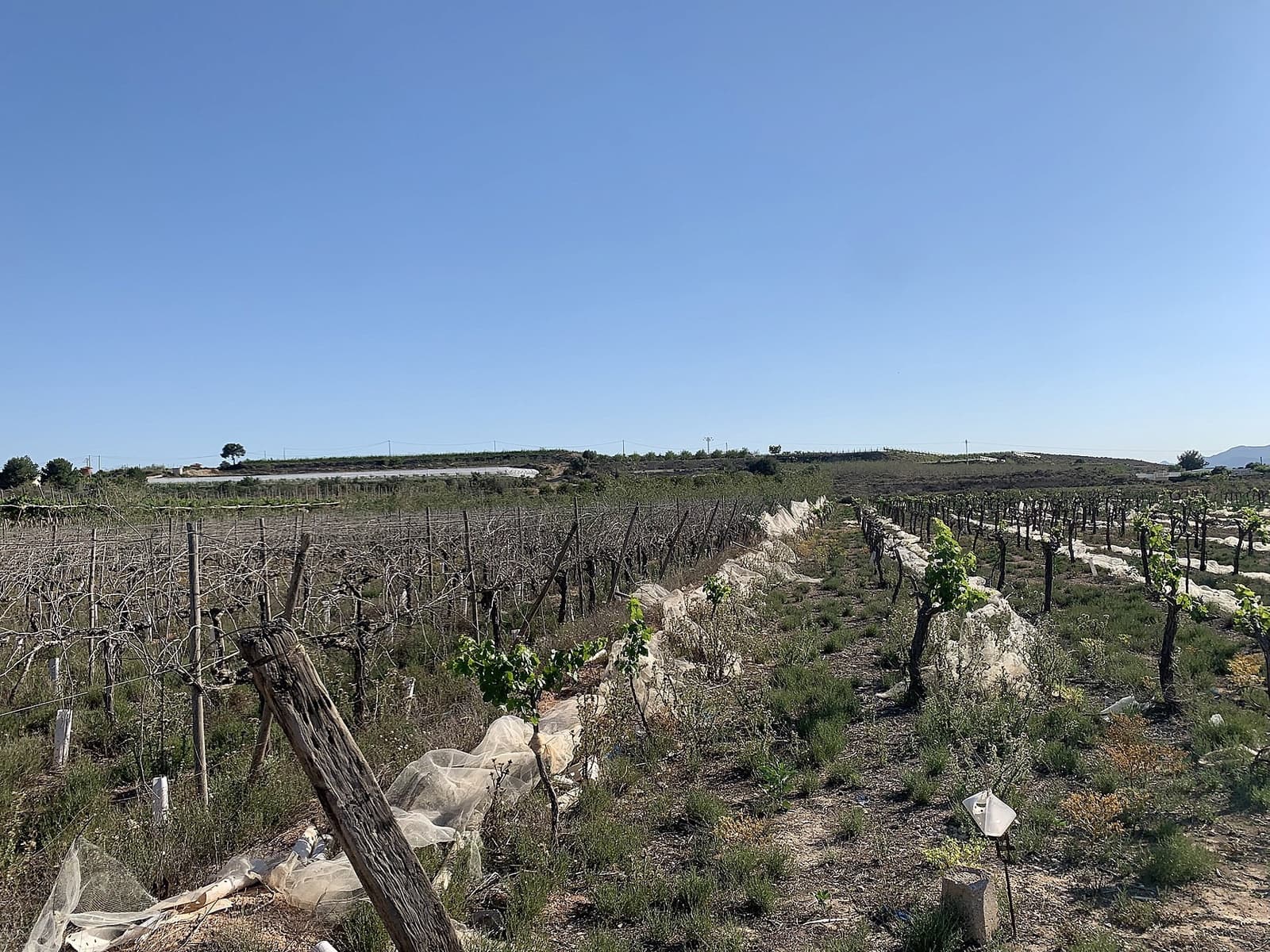 Terreno/Finca Rústica en Monforte del Cid en venta - 80.000 € (Ref: 9647620)