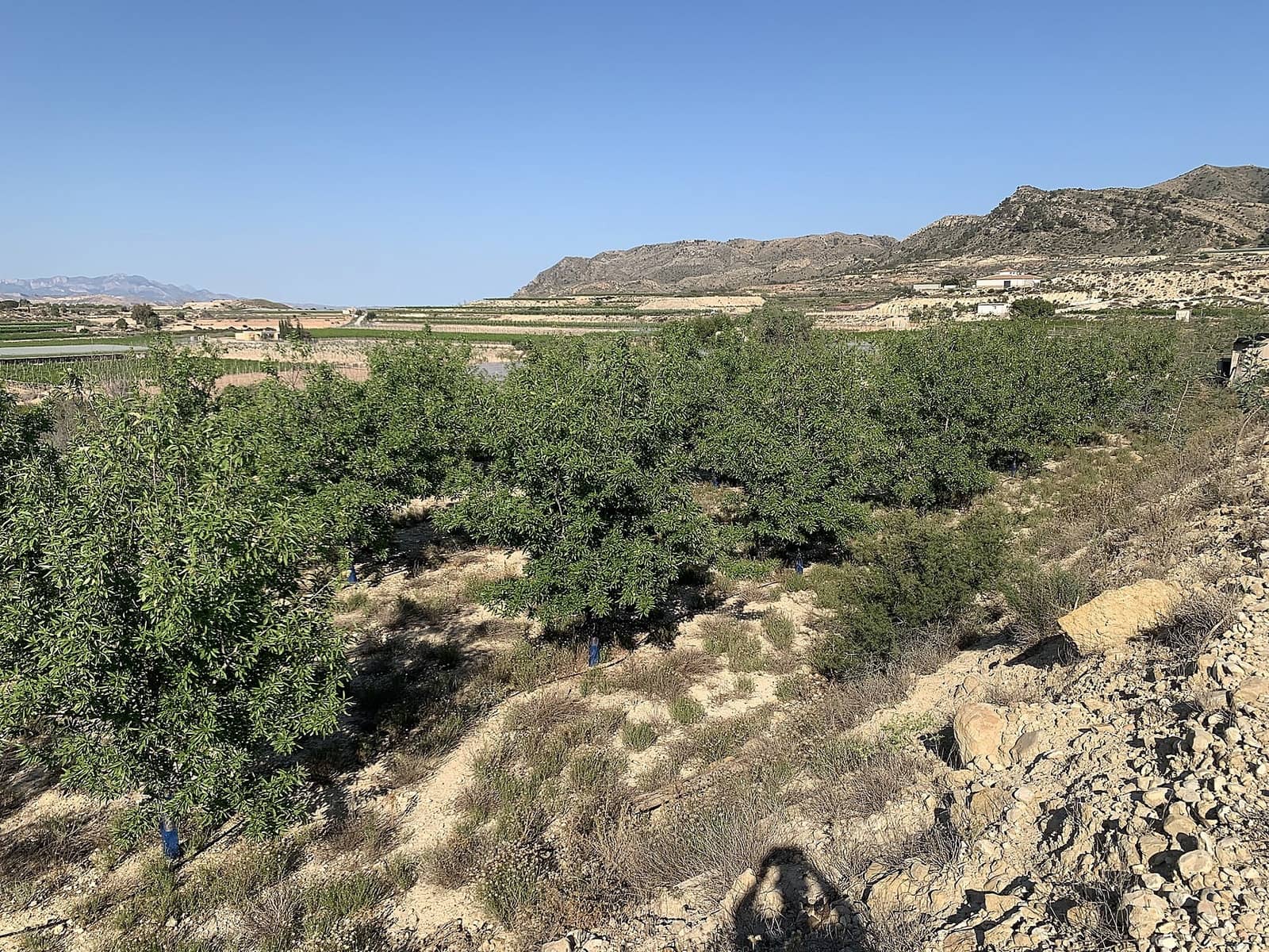 Terreno Não Urbanizado para venda em Monforte del Cid - 65 000 € (Ref: 9647621)