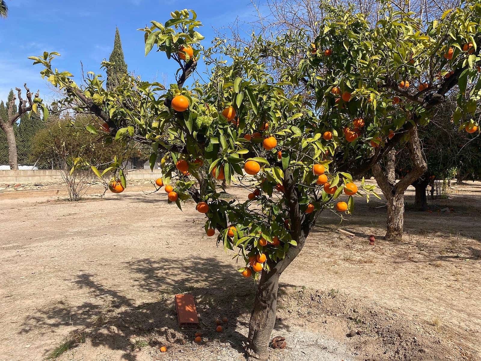 3 sovrum Villa till salu i Novelda - 270 000 € (Ref: 9651156)