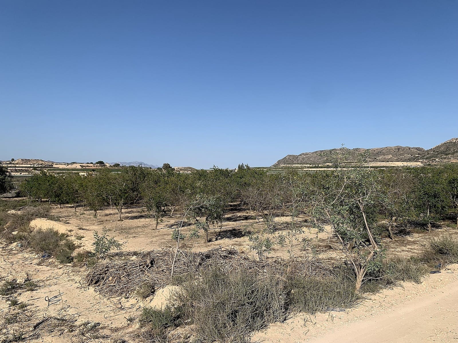 Undeveloped Land for sale in Monforte del Cid - € 80,000 (Ref: 9651167)