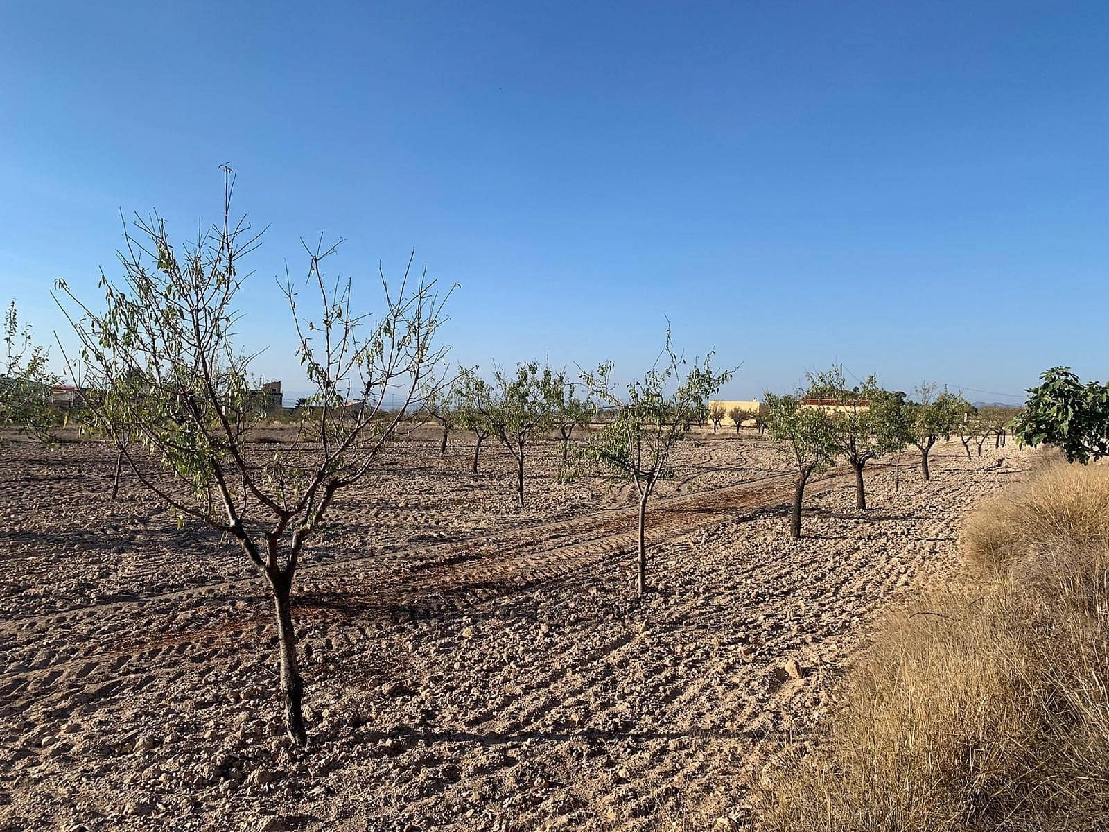 Terre non Aménagée à vendre à Macisvenda - 40 000 € (Ref: 9665812)