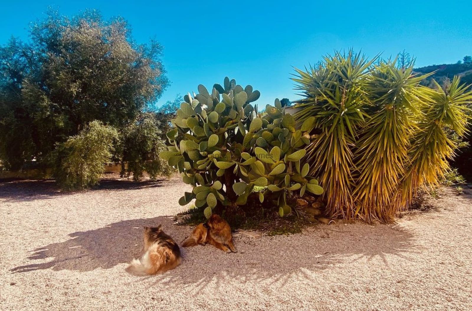 5 Zimmer Finca/Landgut zu verkaufen in El Canton mit Pool - 475.000 € (Ref: 9719418)