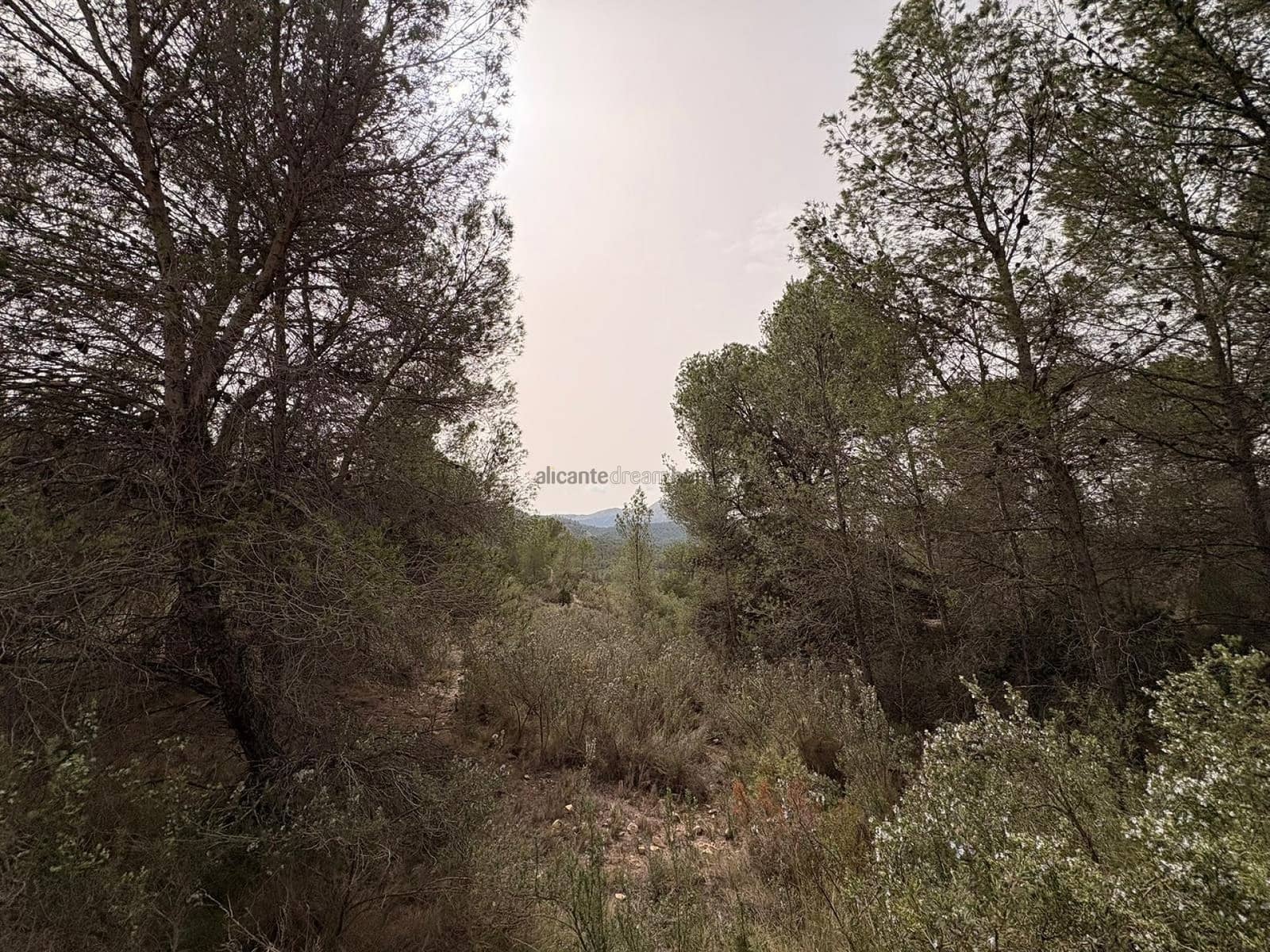 Undeveloped Land for sale in Petrel / Petrer - € 106,000 (Ref: 9735078)