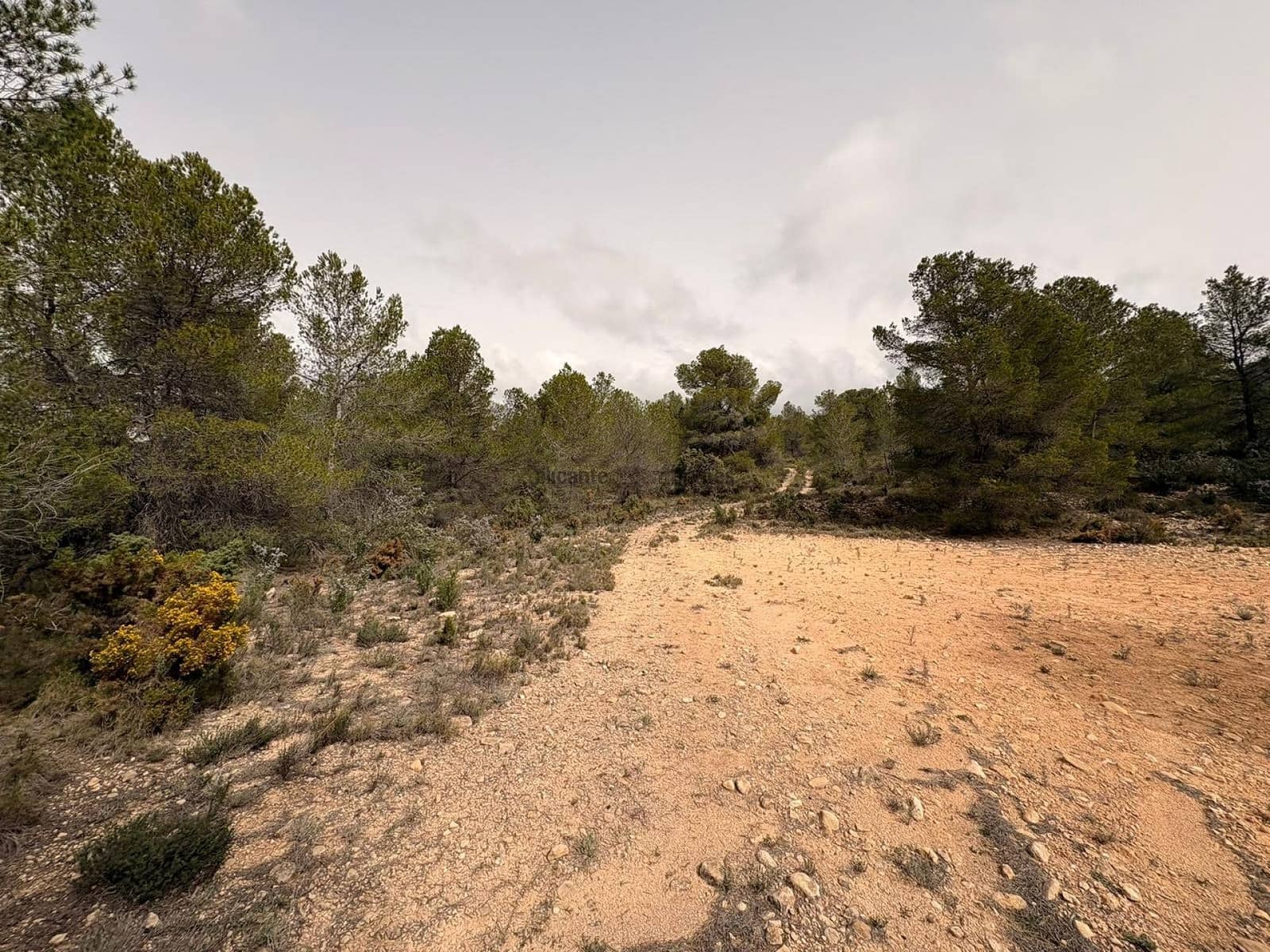 Undeveloped Land for sale in Petrel / Petrer - € 106,000 (Ref: 9735078)