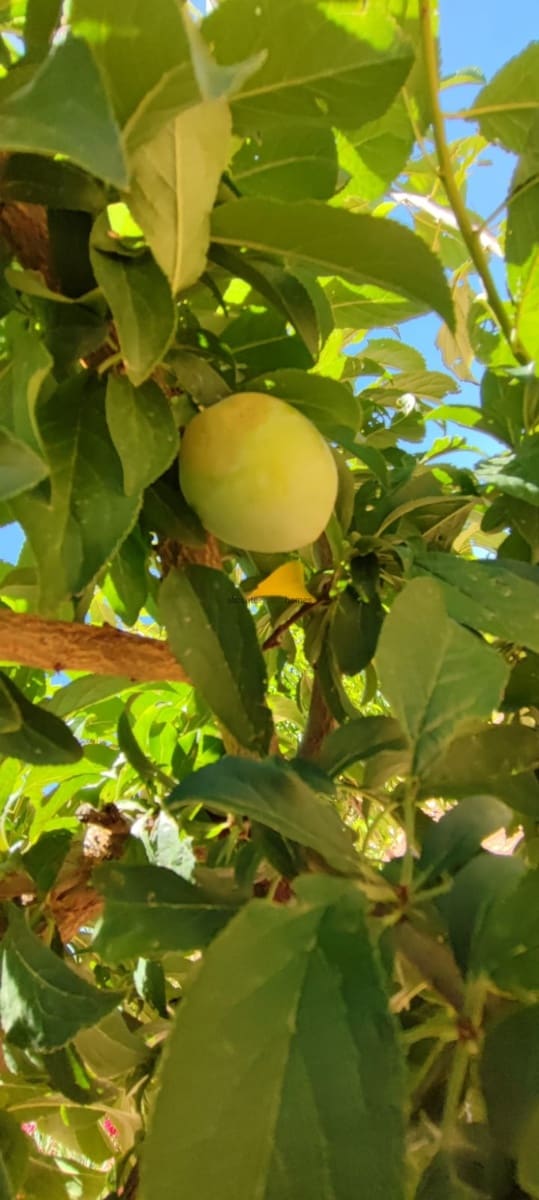 5 soveværelse Villa til salg i Pinoso med swimmingpool - € 499.995 (Ref: 9755274)