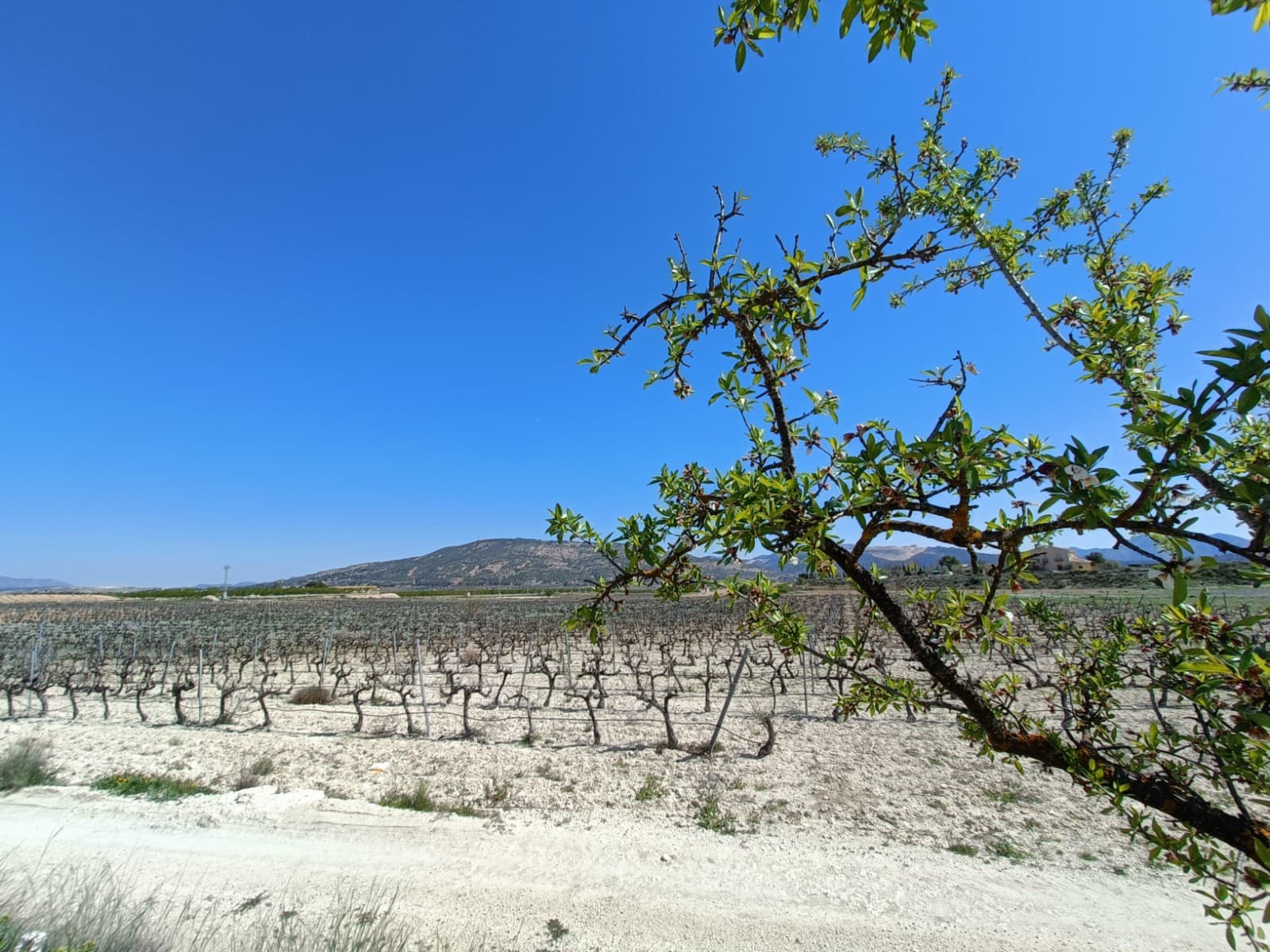 3 chambre Villa/Maison à vendre à Pinoso - 425 000 € (Ref: 9782948)