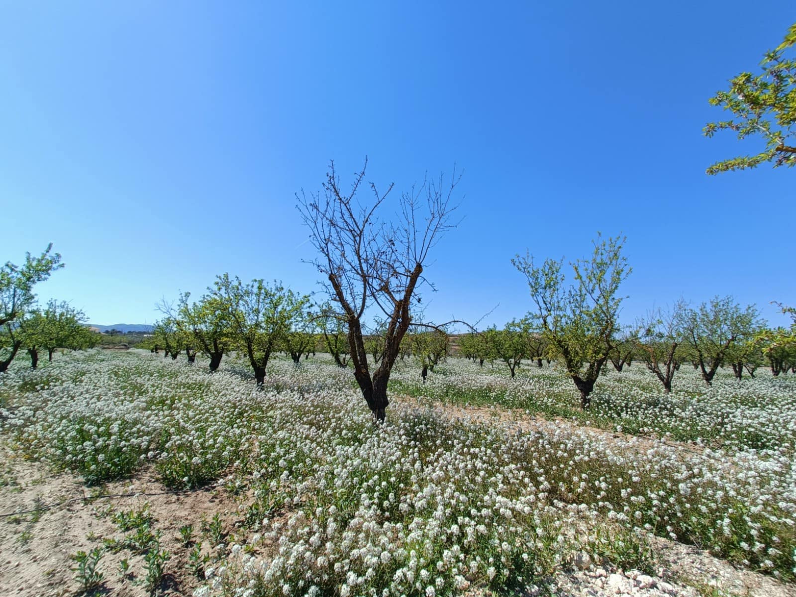 3 chambre Villa/Maison à vendre à Pinoso - 425 000 € (Ref: 9782948)