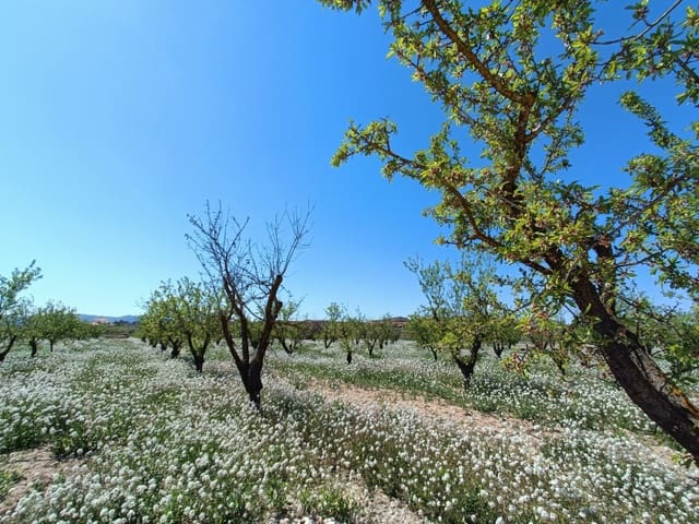 3 chambre Villa/Maison à vendre à Pinoso - 425 000 € (Ref: 9782948)