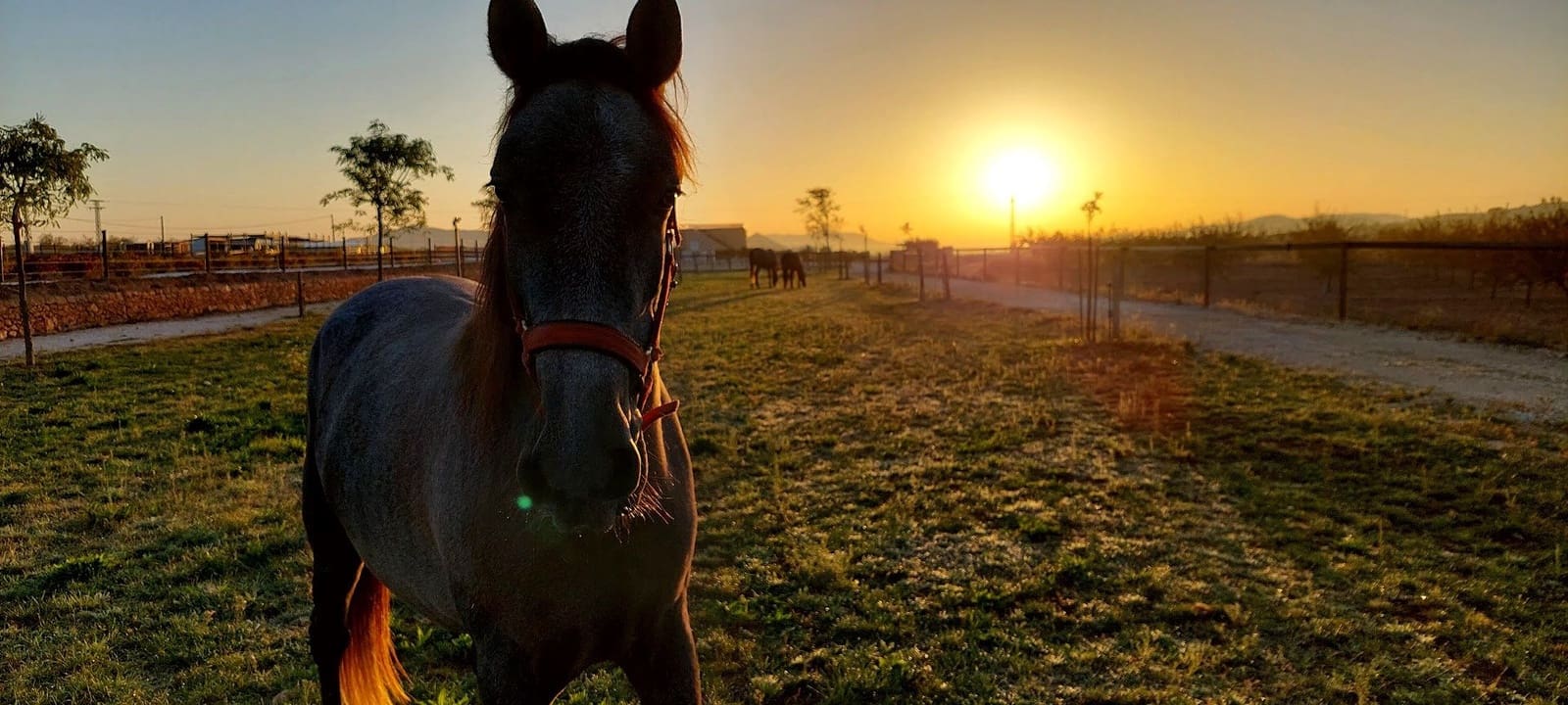 3 bedroom Finca/Country House for sale in Pinoso with pool - € 599,995 (Ref: 9790204)