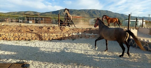 3 slaapkamer Finca/Landhuis te koop in Pinoso met zwembad - € 599.995 (Ref: 9790204)