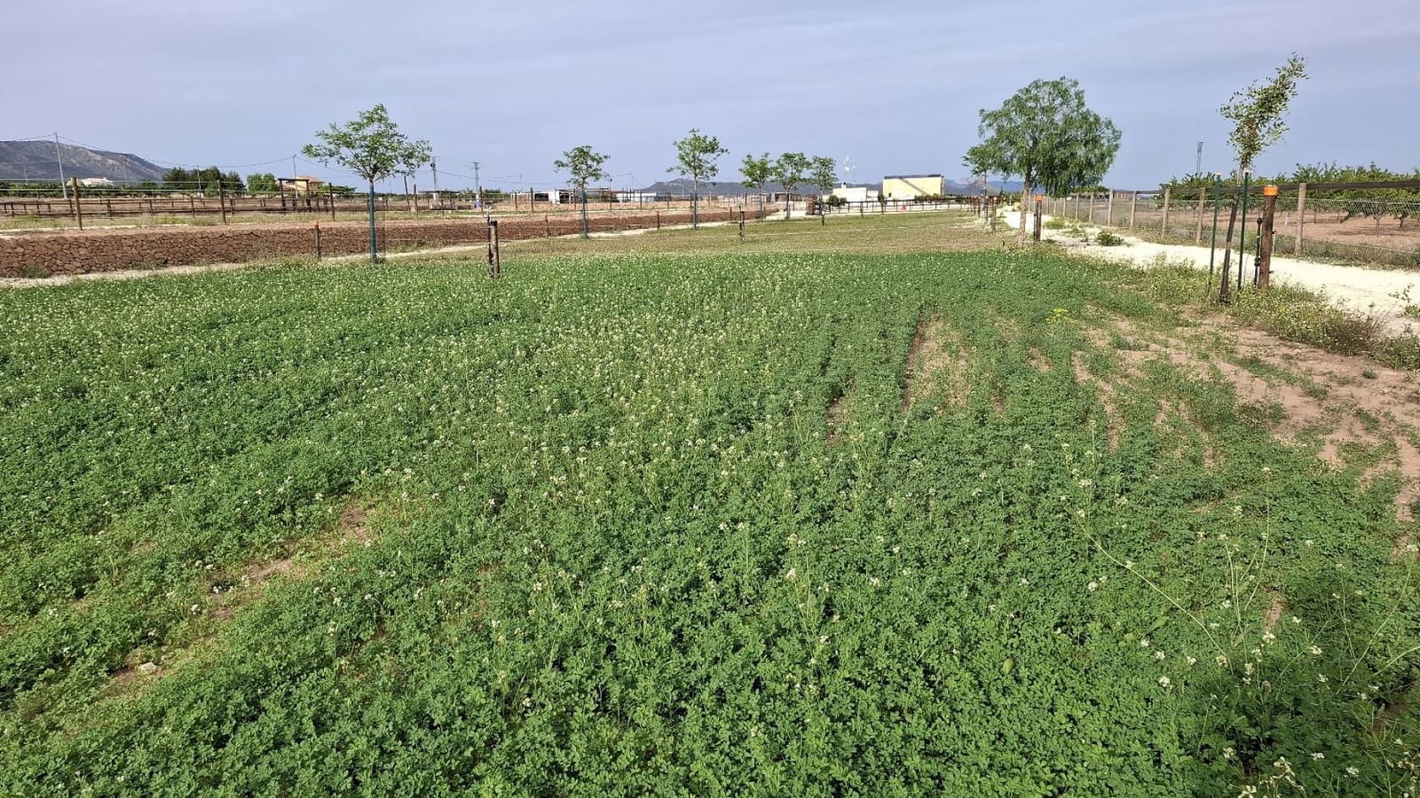 3 bedroom Finca/Country House for sale in Pinoso with pool - € 599,995 (Ref: 9790204)