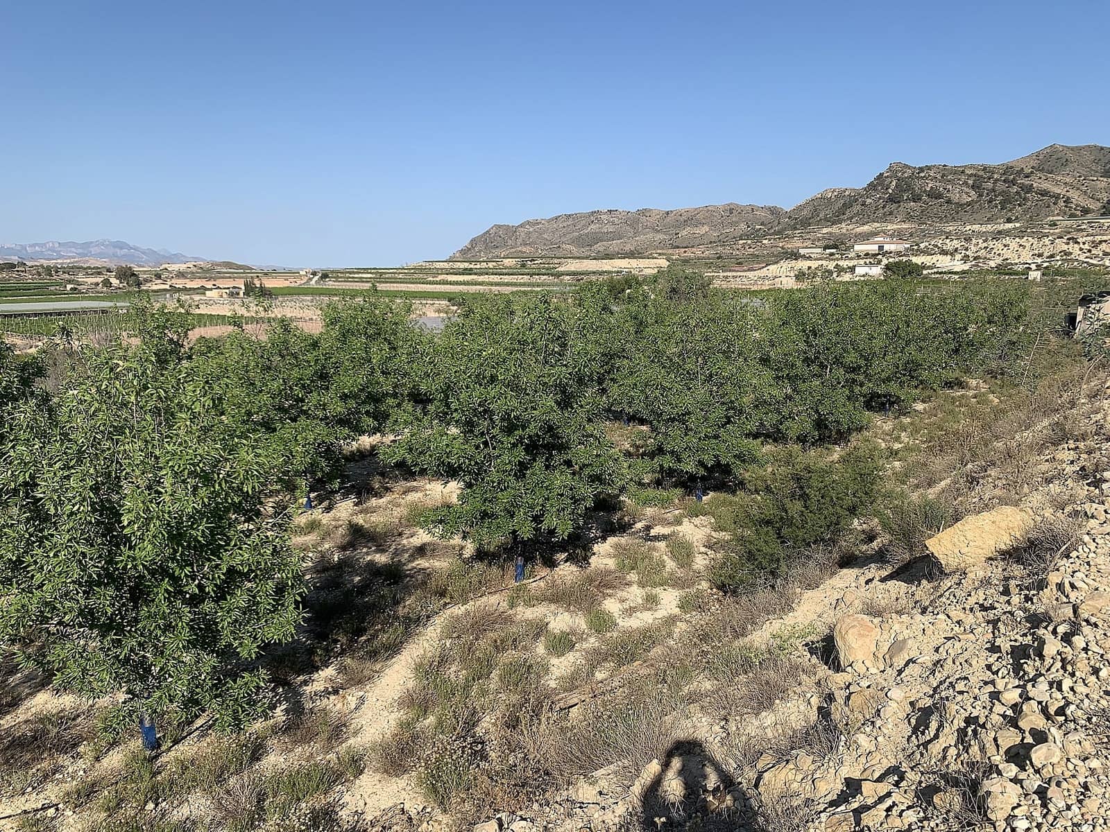 Ubebygd land til salgs i Monforte del Cid - € 65 000 (Ref: 9794016)