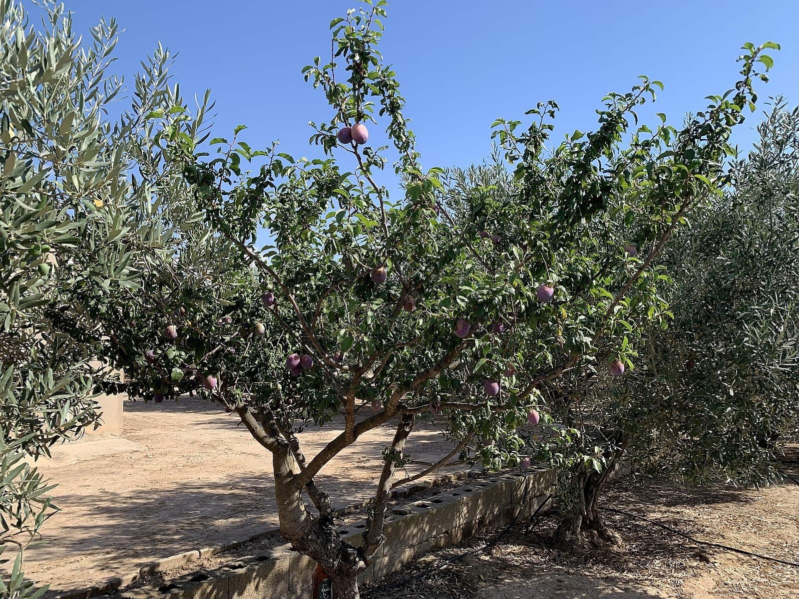 Finca/Casa Rural en Caudete en venta - 44.950 € (Ref: 9805975)