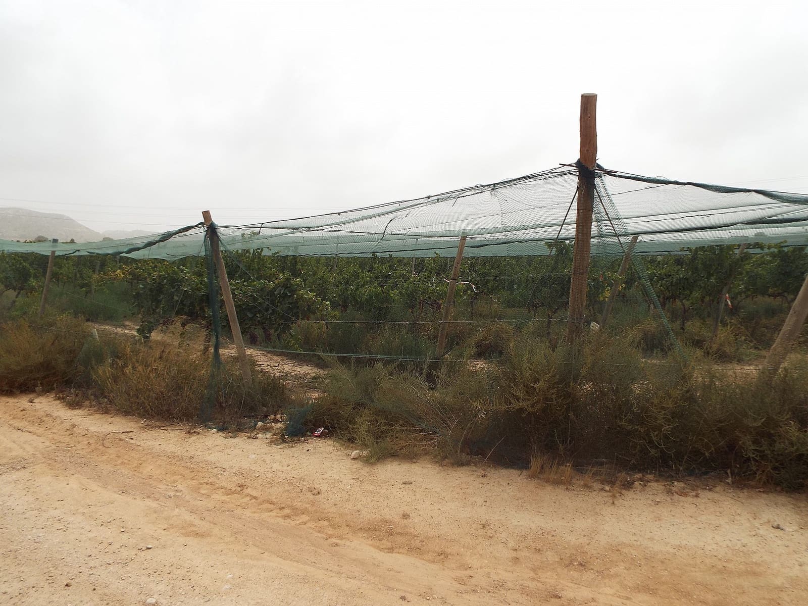 Terre non Aménagée à vendre à Monforte del Cid - 110 000 € (Ref: 9805997)