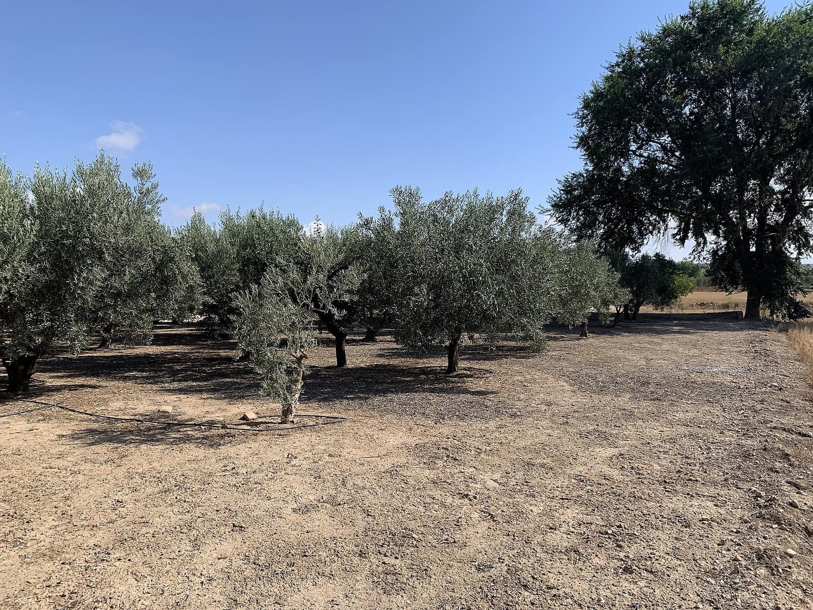 Finca/Maison de Campagne à vendre à Caudete - 44 950 € (Ref: 9807575)