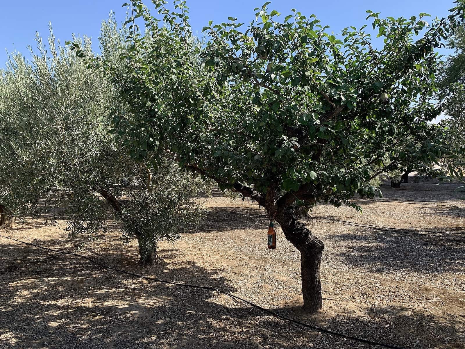 Finca/Maison de Campagne à vendre à Caudete - 44 950 € (Ref: 9807575)