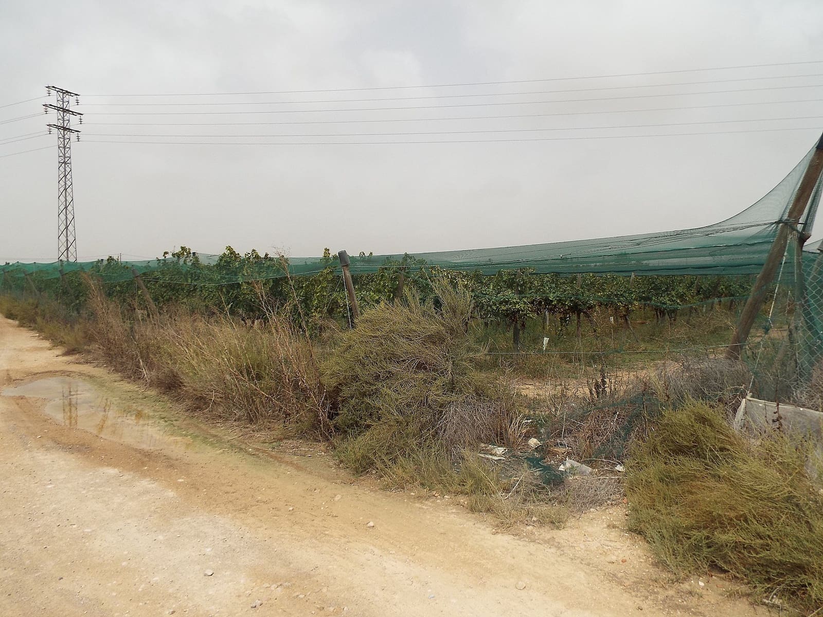 Terreno/Finca Rústica en Monforte del Cid en venta - 76.000 € (Ref: 9807596)