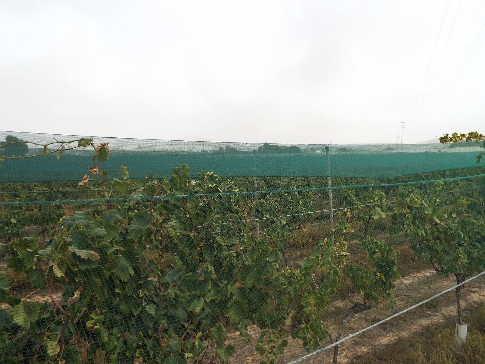 Terreno/Finca Rústica en Monforte del Cid en venta - 76.000 € (Ref: 9807596)