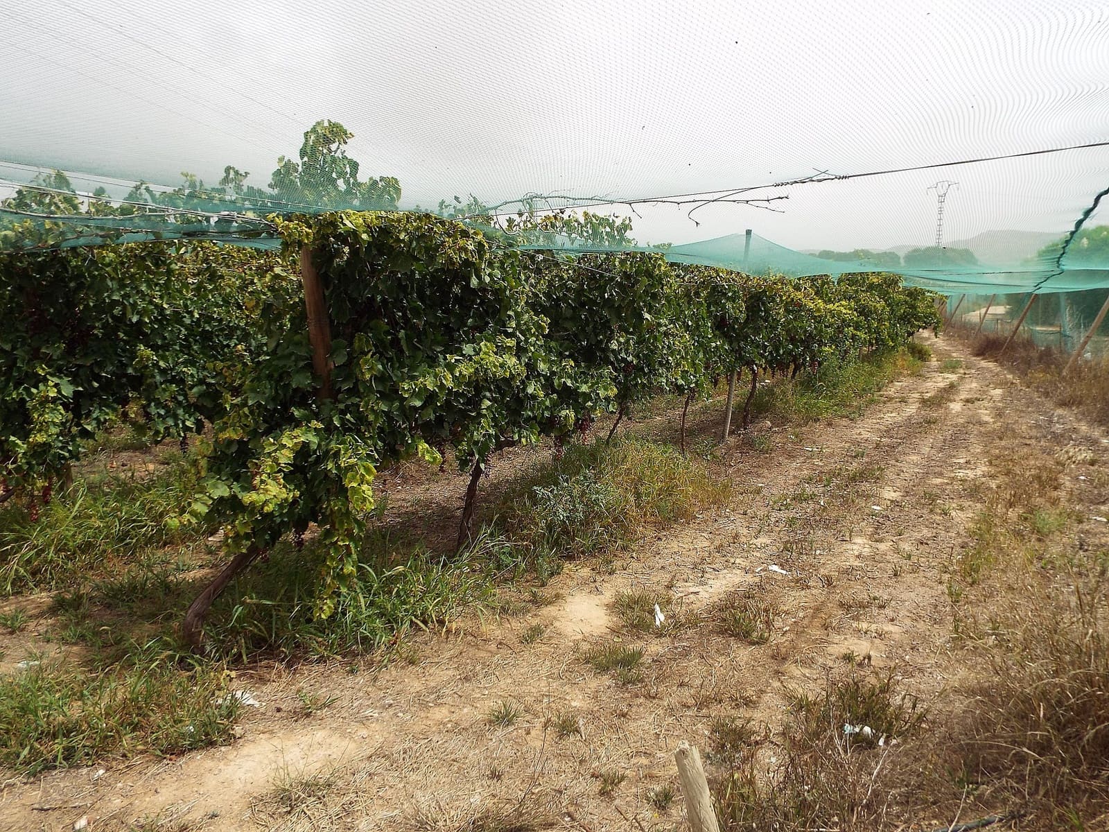 Terreno/Finca Rústica en Monforte del Cid en venta - 76.000 € (Ref: 9807596)