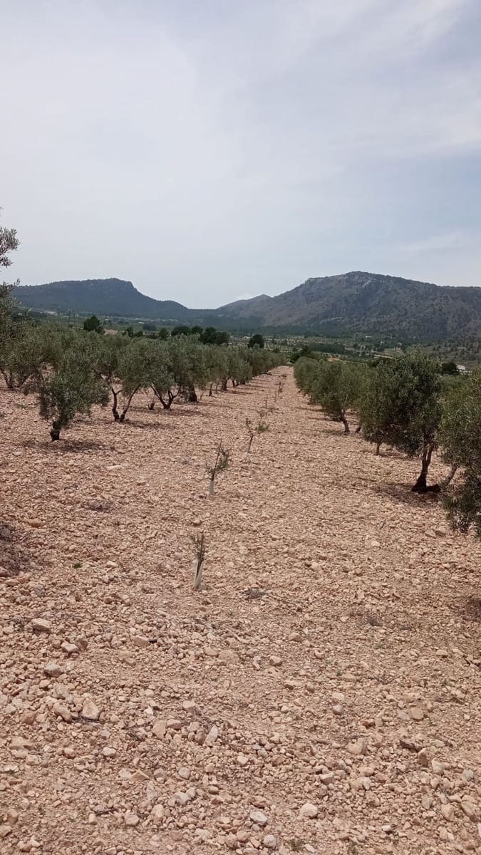 Undeveloped Land for sale in Salinas - € 67,999 (Ref: 9830567)
