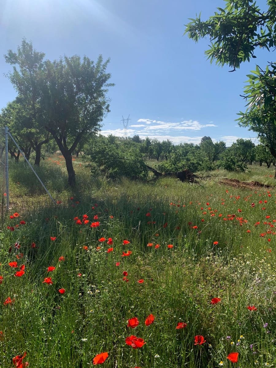 Undeveloped Land for sale in Ayora - € 250,000 (Ref: 9978123)
