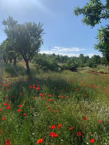 Undeveloped Land for sale in Ayora - € 250,000 (Ref: 9978123)