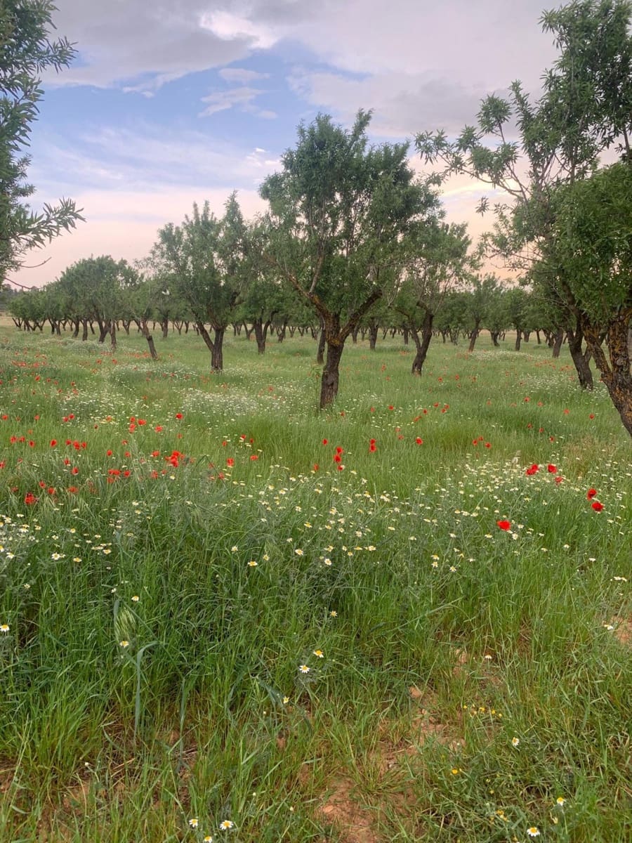 Undeveloped Land for sale in Ayora - € 250,000 (Ref: 9978123)