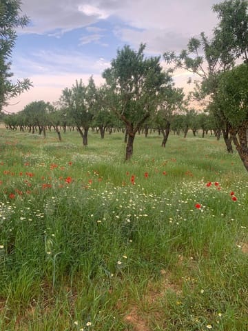 Undeveloped Land for sale in Ayora - € 250,000 (Ref: 9978123)