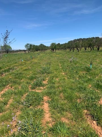 Undeveloped Land for sale in Ayora - € 250,000 (Ref: 9978123)