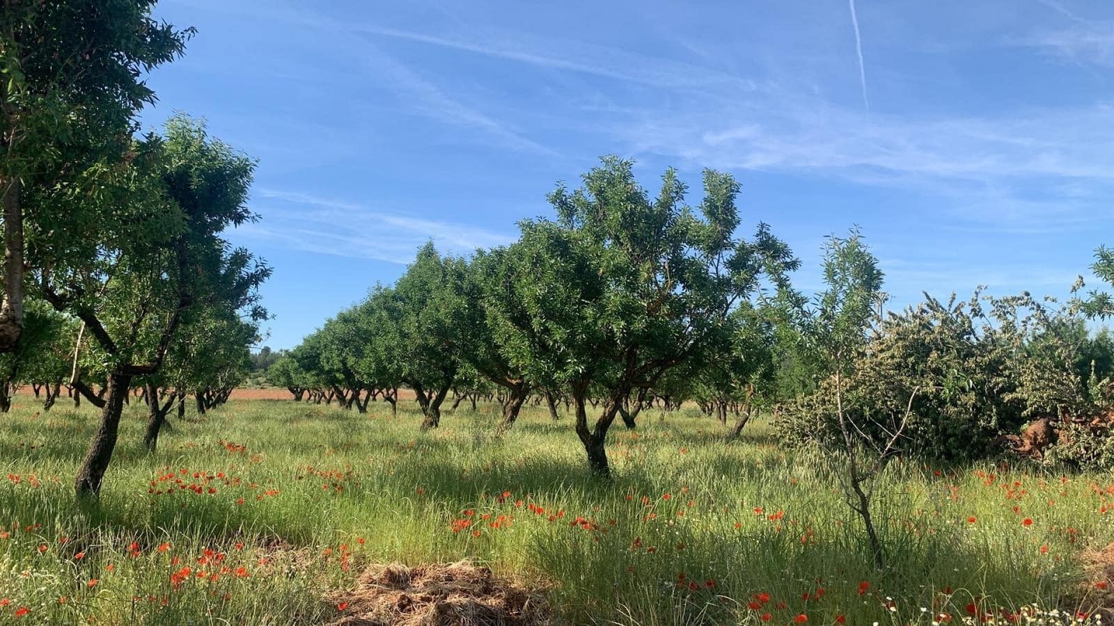Undeveloped Land for sale in Ayora - € 250,000 (Ref: 9978123)