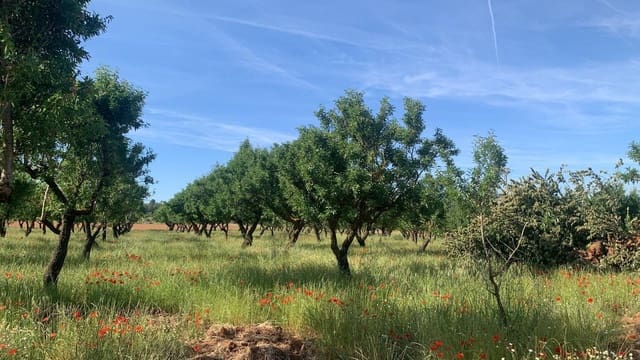Undeveloped Land for sale in Ayora - € 250,000 (Ref: 9978123)