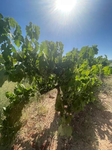 Terreno/Finca Rústica en Pinoso en venta - 222.000 € (Ref: 9986331)