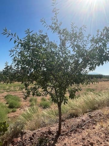 Terreno/Finca Rústica en Pinoso en venta - 222.000 € (Ref: 9986331)